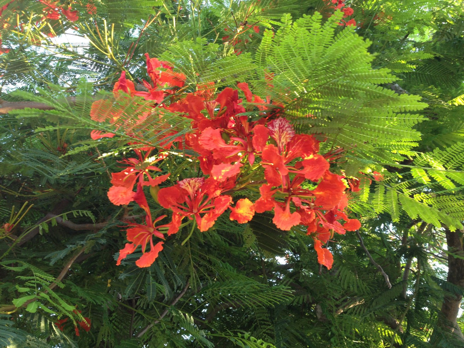 Delonix regia (Flame Tree)